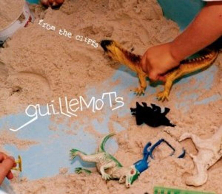 guillemots